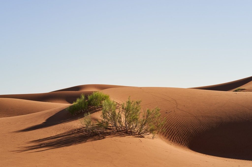 desert, nature, sand, landscape, sahara, dune, dry, morocco, bush